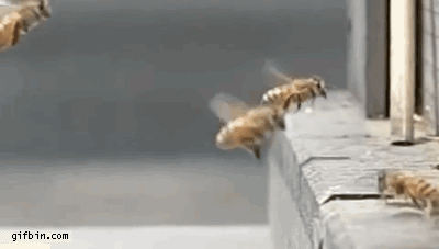 1367253548_slomo_bee_crash