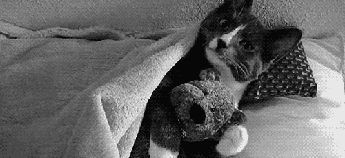 4868-cuddle-cat