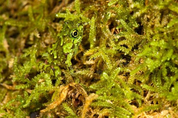 camouflage-frog-mo_1808435i