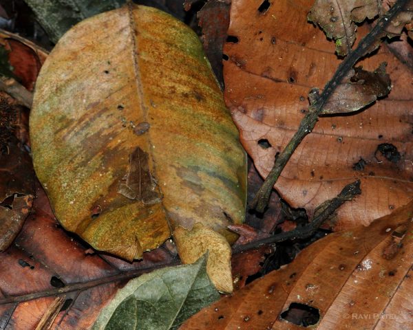 ecuador-amazon-hidden-frog