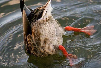 pato1