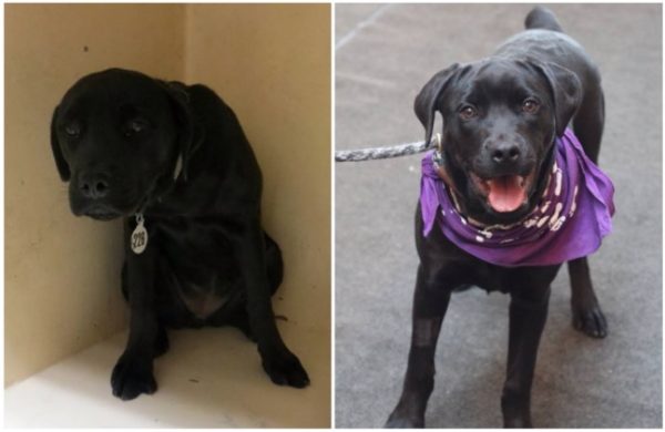 animais 03