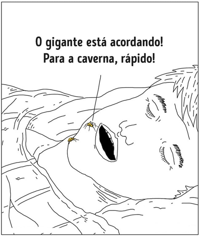animais 05