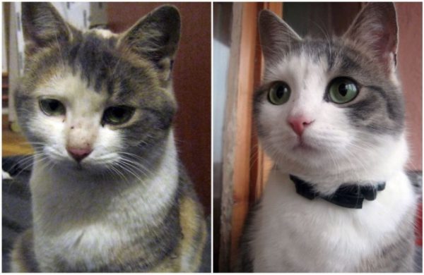 animais 09