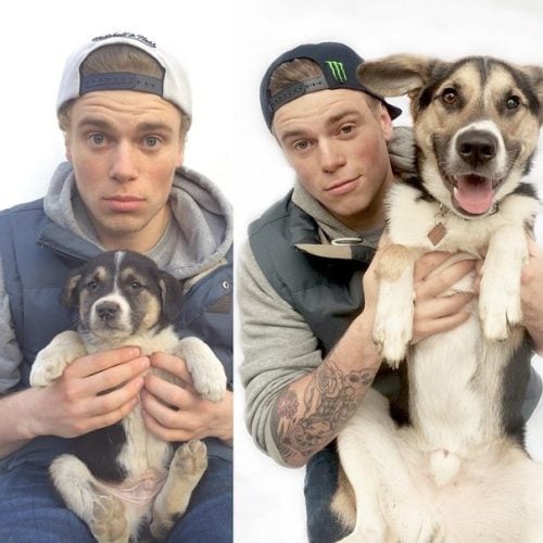 animais 23