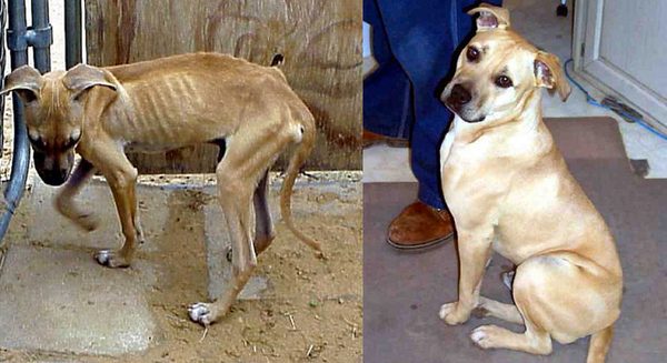 animais 25