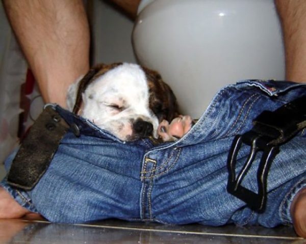 cachorros 01