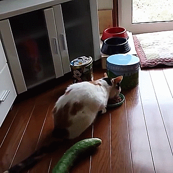 dimitri-gif