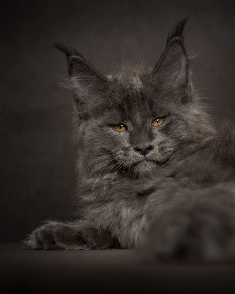 gatos-01