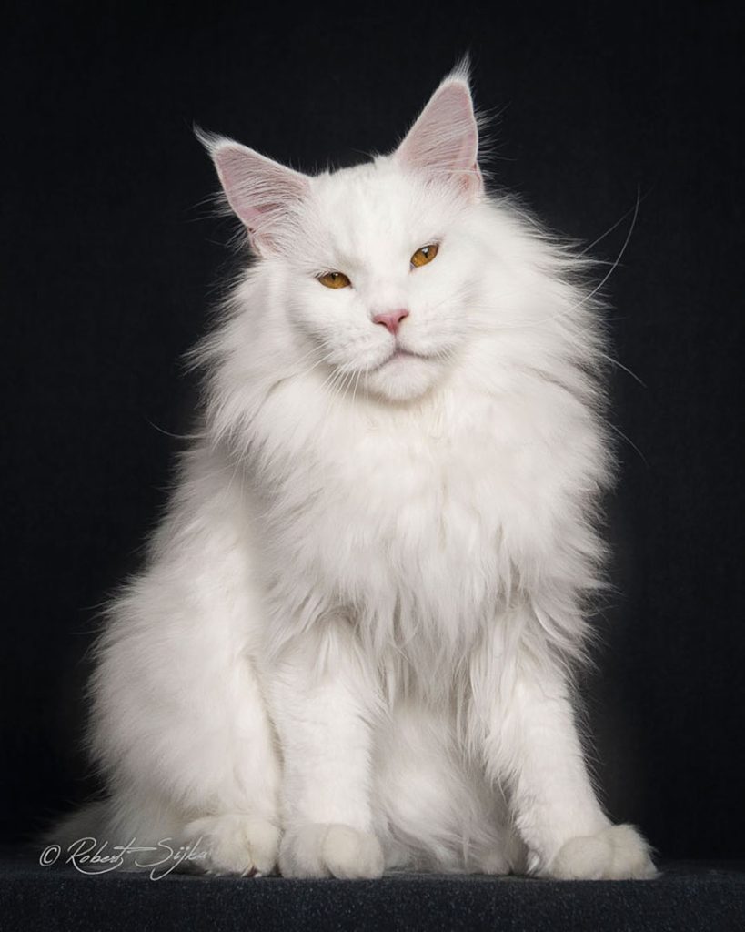 gatos-02