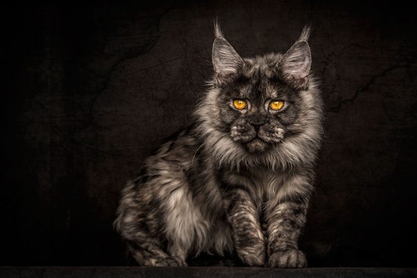 gatos-03