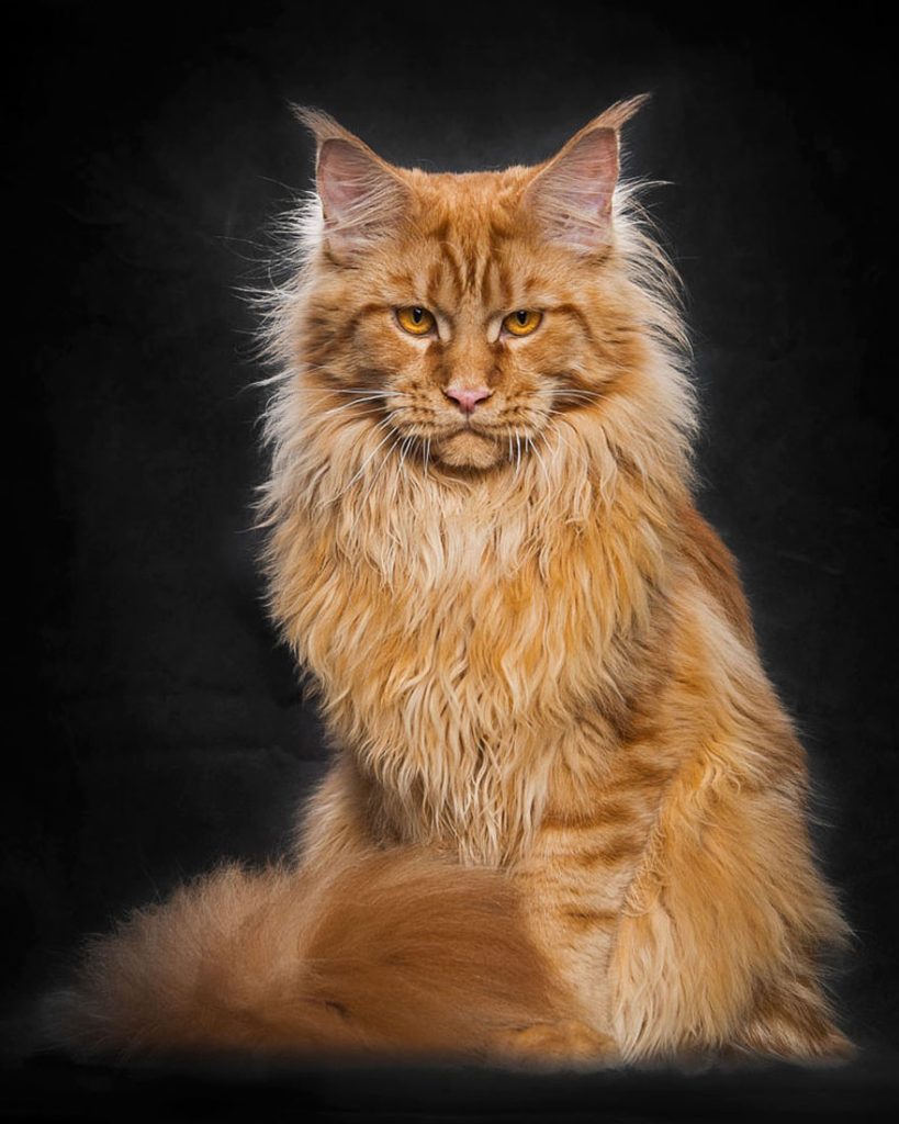 gatos-04