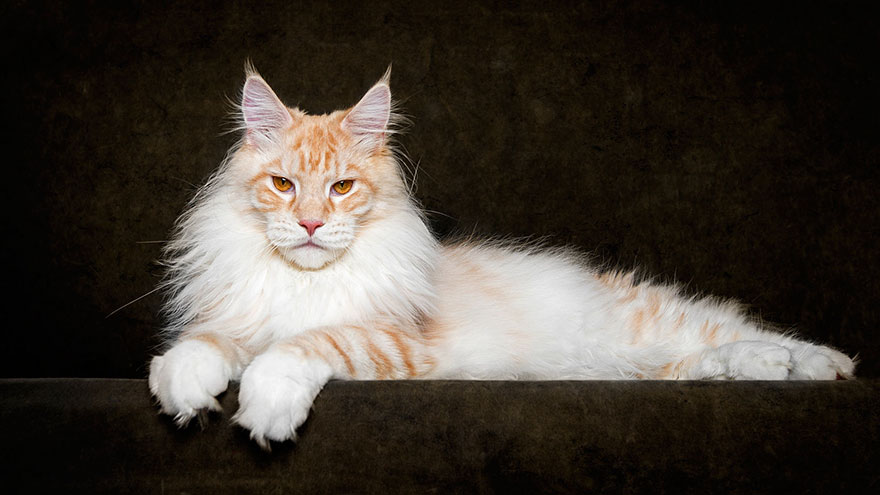 gatos-05