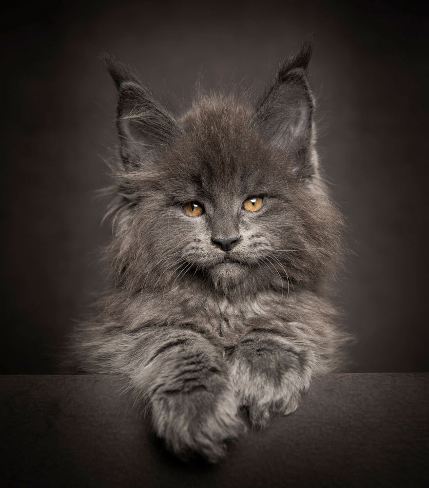 gatos-06