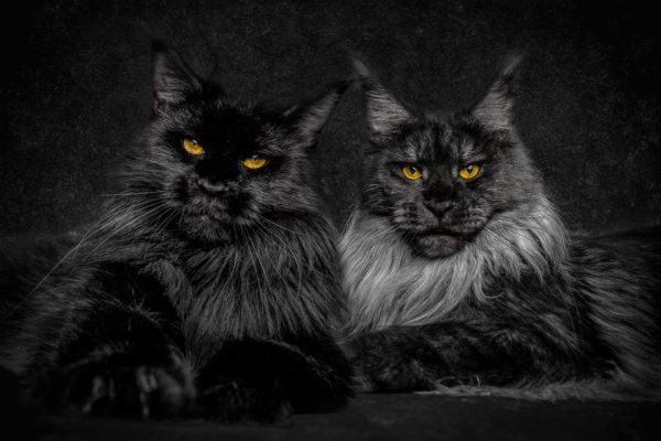 gatos-07