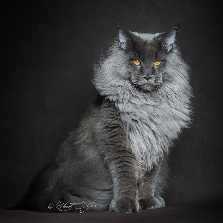 gatos-08