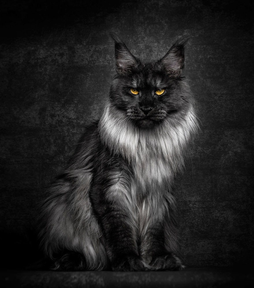 gatos-09
