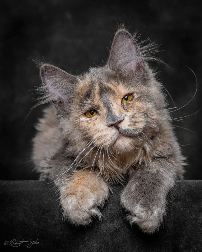 gatos-10