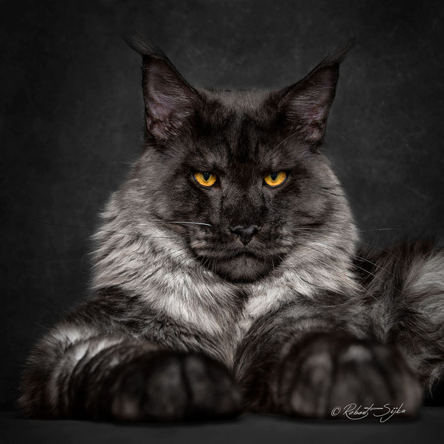 gatos-11