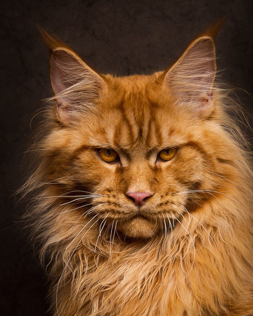 gatos-12