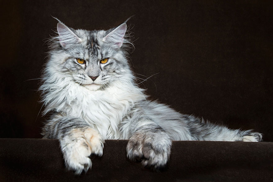 gatos-13