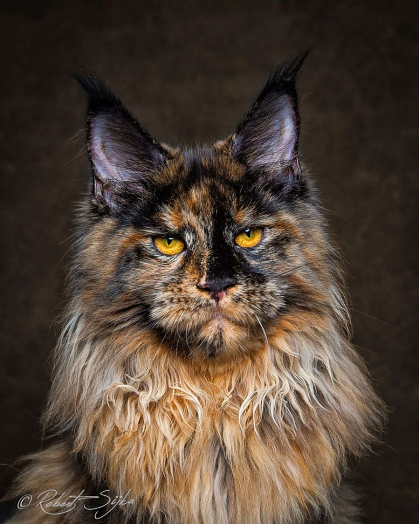 gatos-14