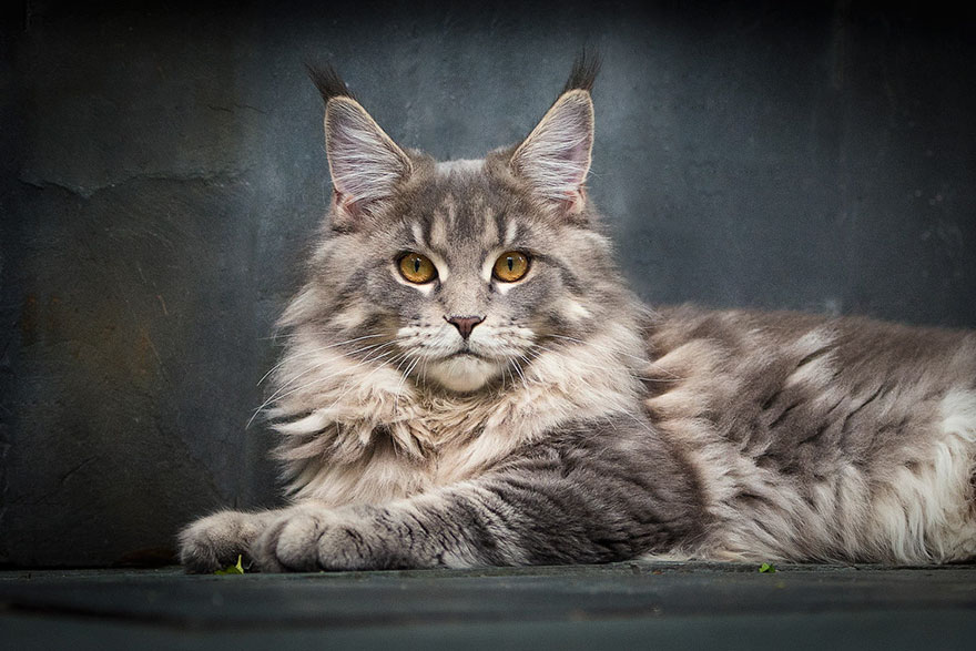 gatos-15