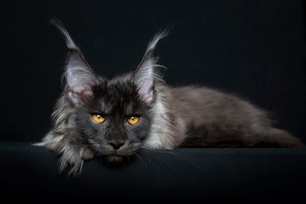 gatos-16