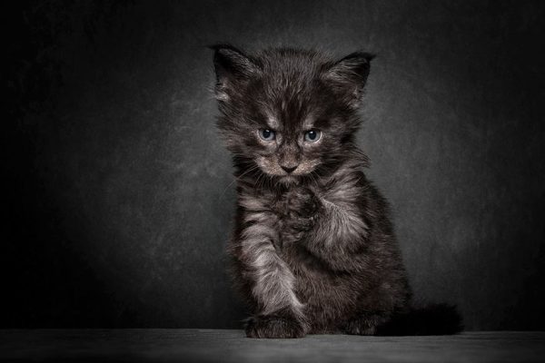 gatos-17