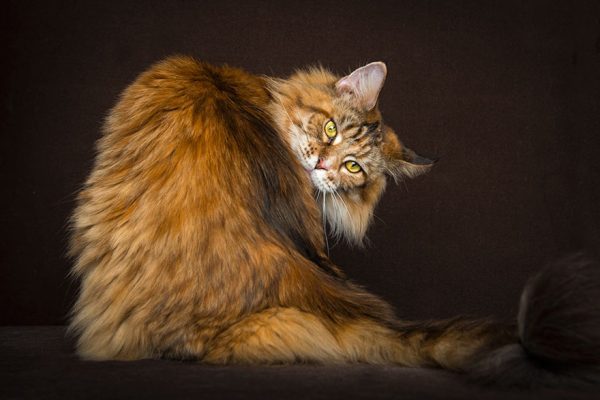 gatos-18