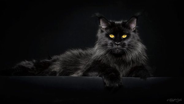 gatos-19