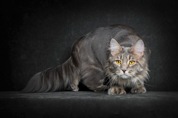 gatos-20