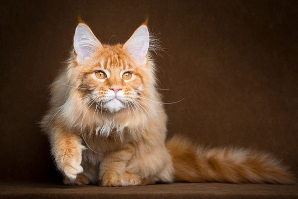 gatos-21