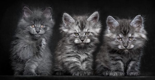 gatos-23