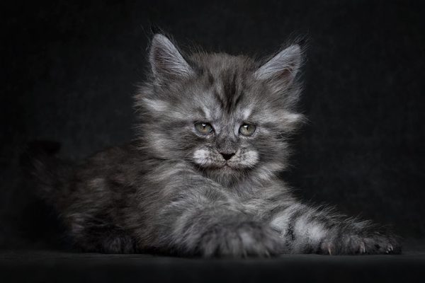 gatos-24