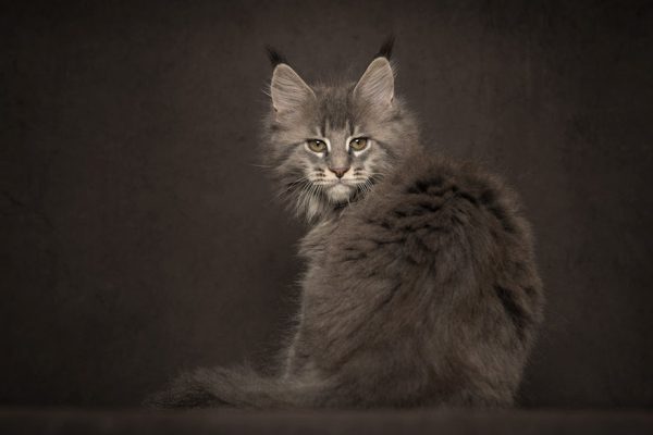 gatos-25