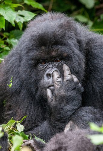 BRONZE Runner up Comedy Wildlife Photography Awards