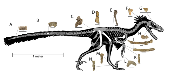 Novora Raptor Novo raptor identificado caçava com a velocidade de um guepardo – Fatos ...