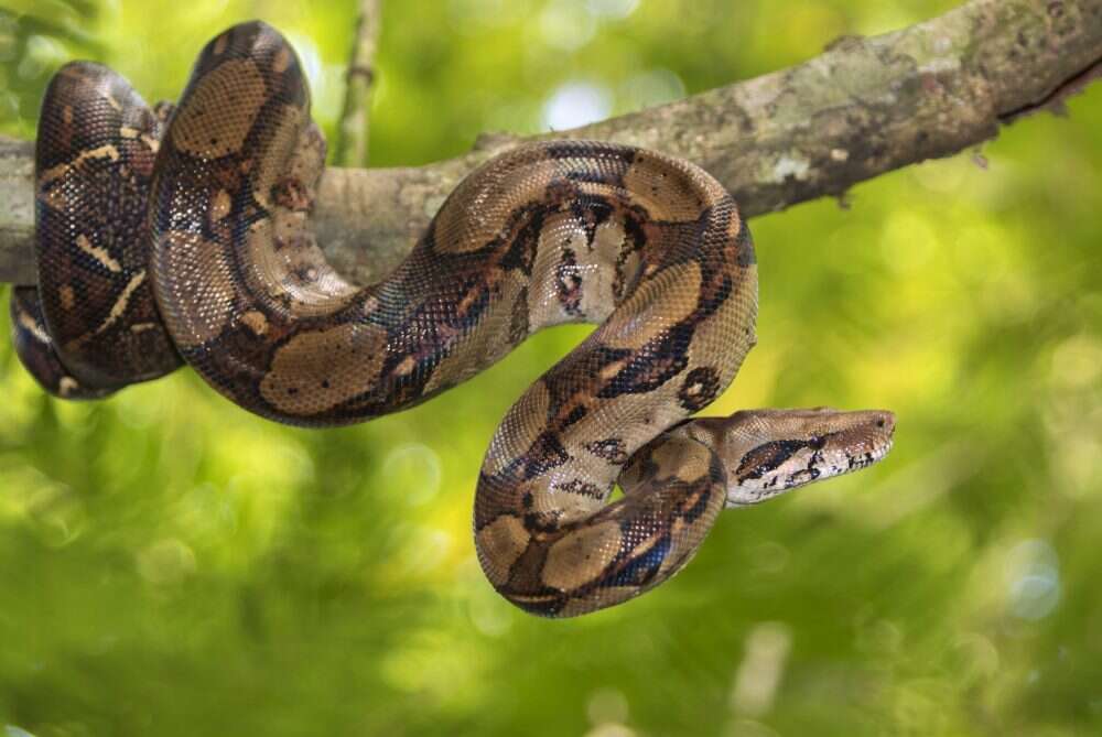 Jiboia Boa constrictor imperator