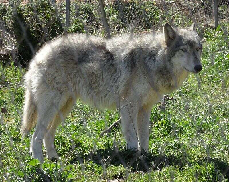 Cão-lobo