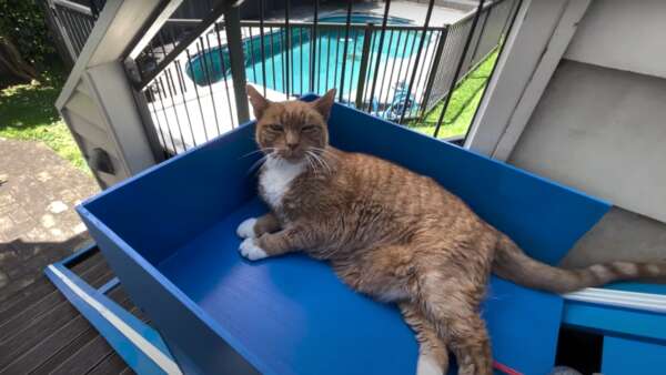 Gato em elevador
