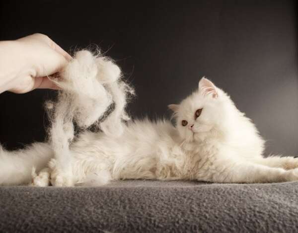 cabelo de gato - fobias