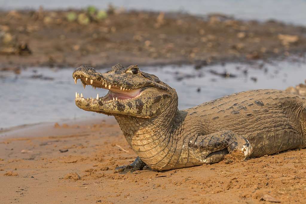 Jacaré-do-pantanal