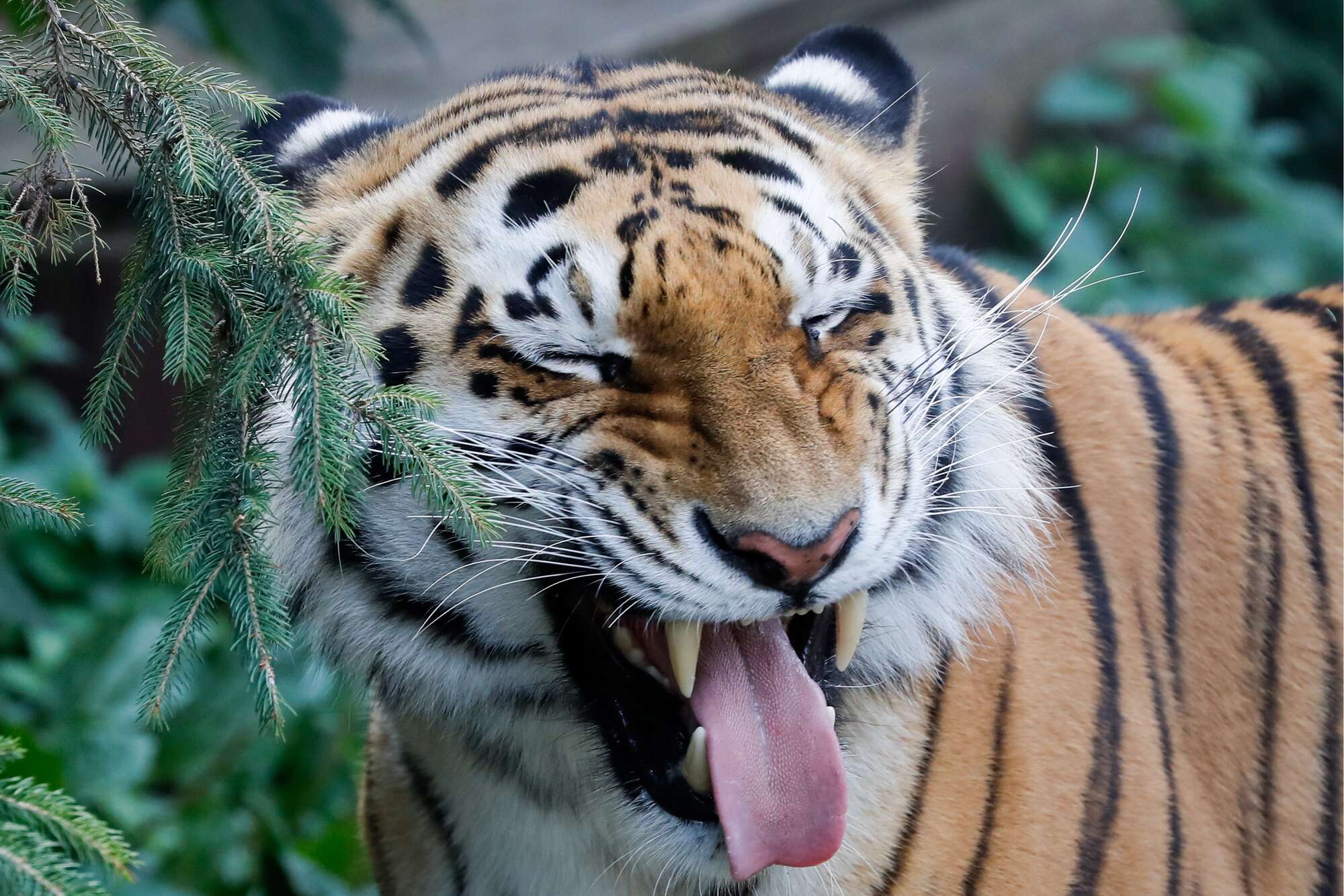 Tigre