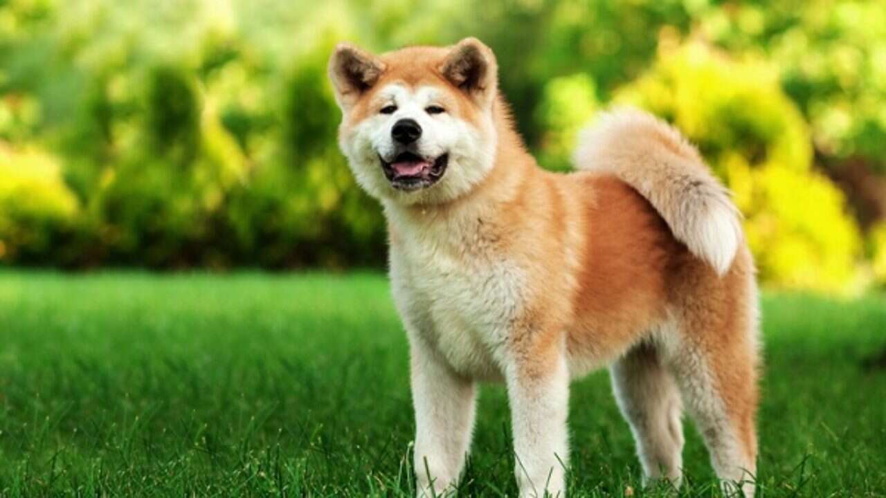 Cachorro Akita Inu