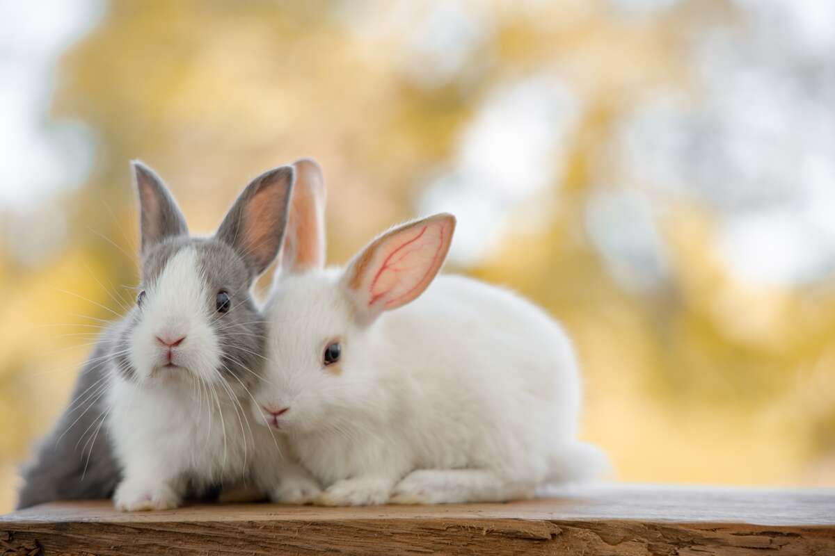 coelhos