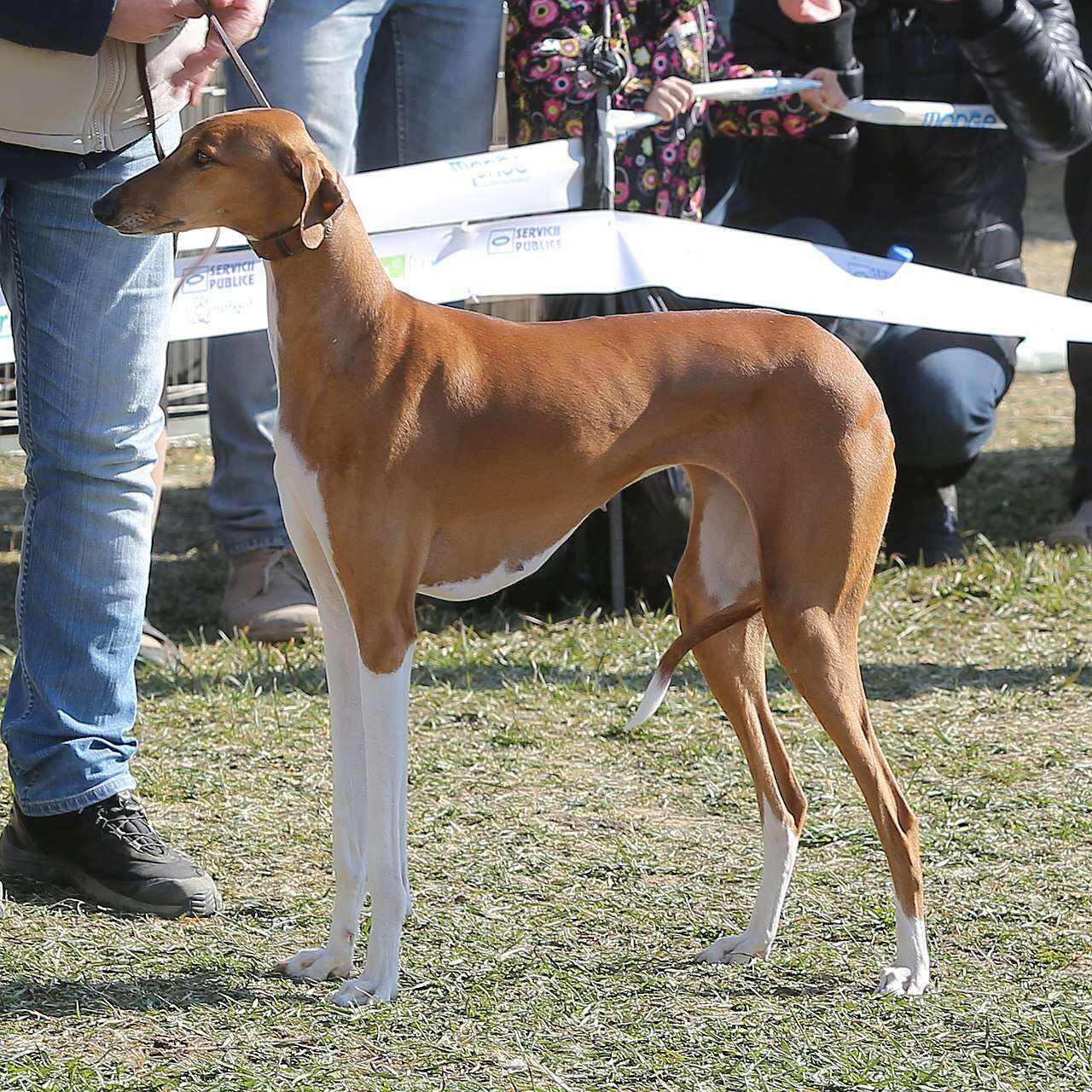 Cachorros Azawakh