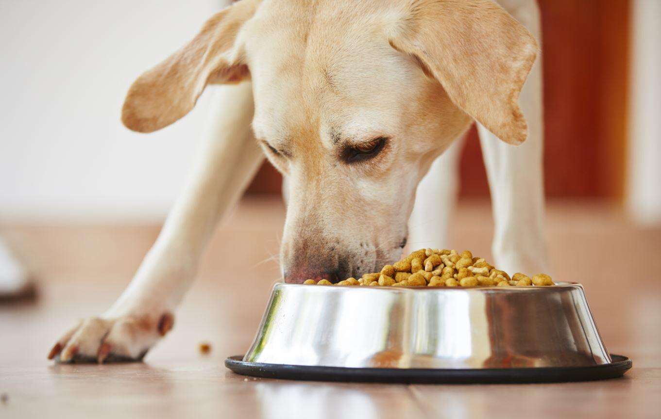 Cachorro comendo