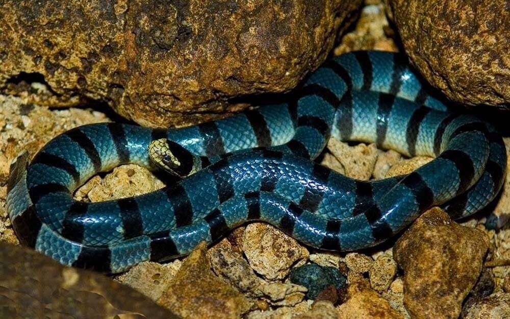 cobra