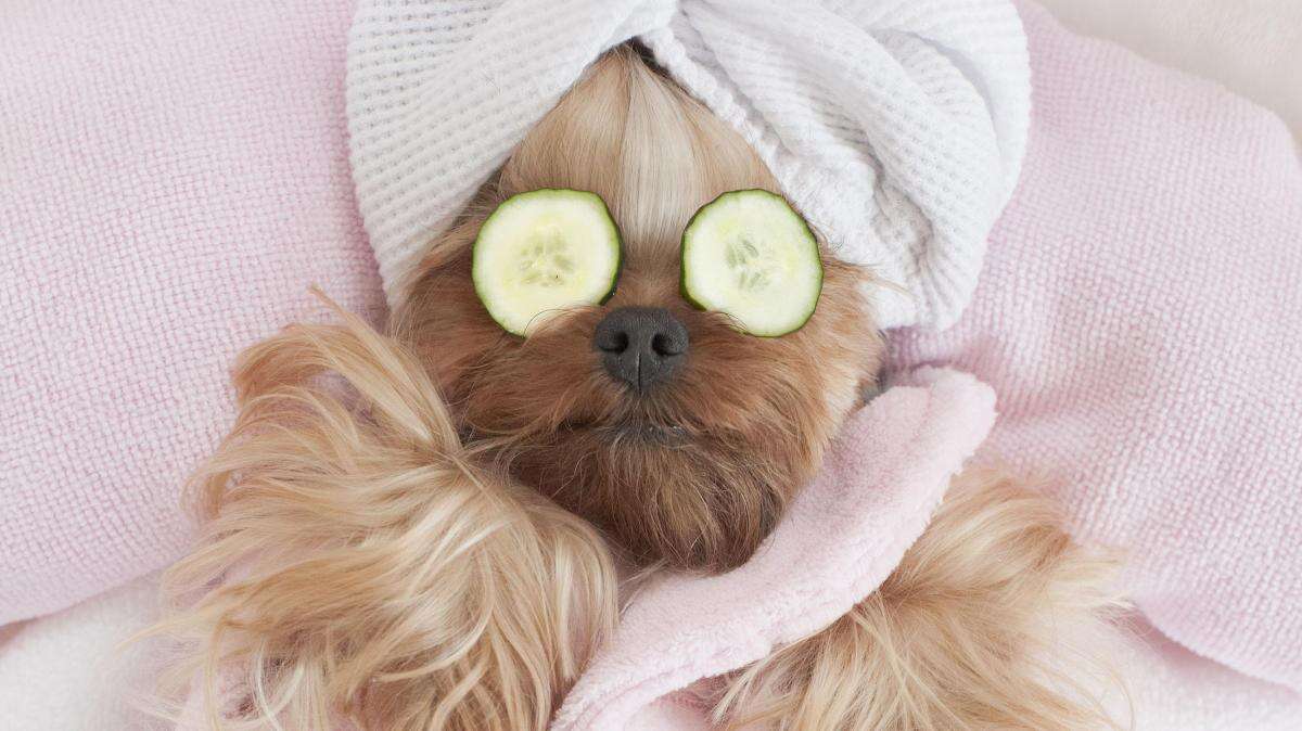 Cachorro em spa